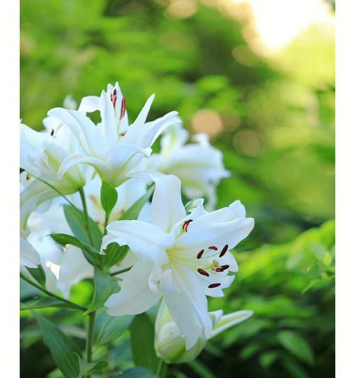 白百合花象征意义是什么？了解其背后的深层含义？