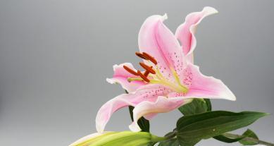 白百合花象征什么？白百合花的寓意有哪些常见问题解答？