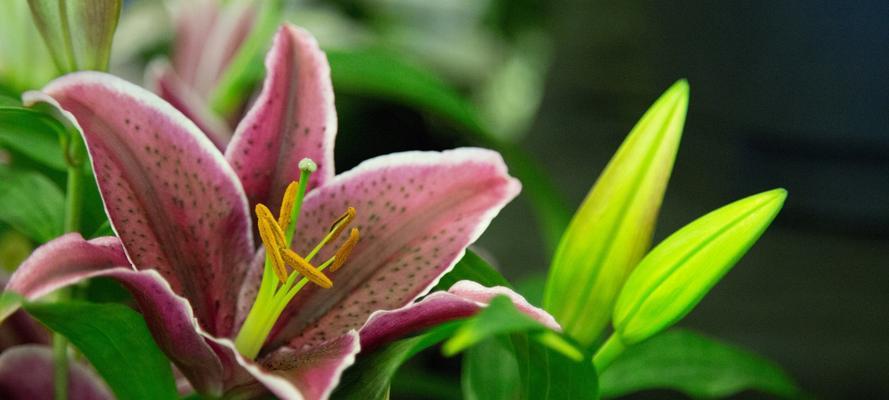 白百合花的花语是什么？如何正确表达爱意？
