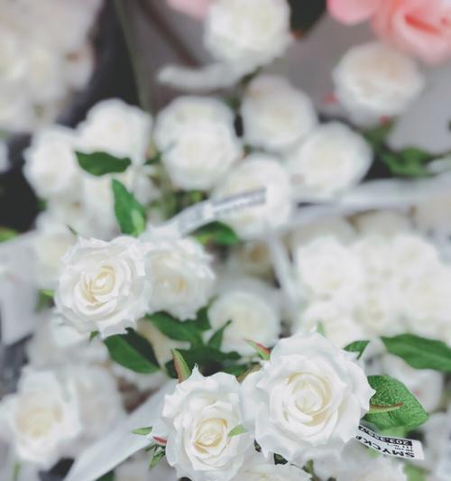 白玫瑰代表什么意思？白玫瑰的花语有哪些常见问题？