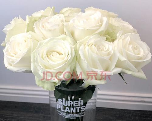 白玫瑰花代表什么意思？白玫瑰的花语有哪些含义？
