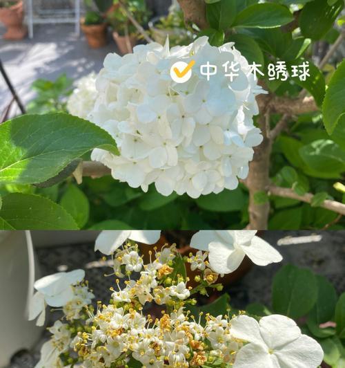 白琼花的含义有哪些常见误解？