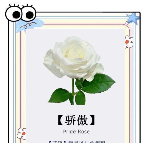 山中白玫瑰的象征意义是什么？