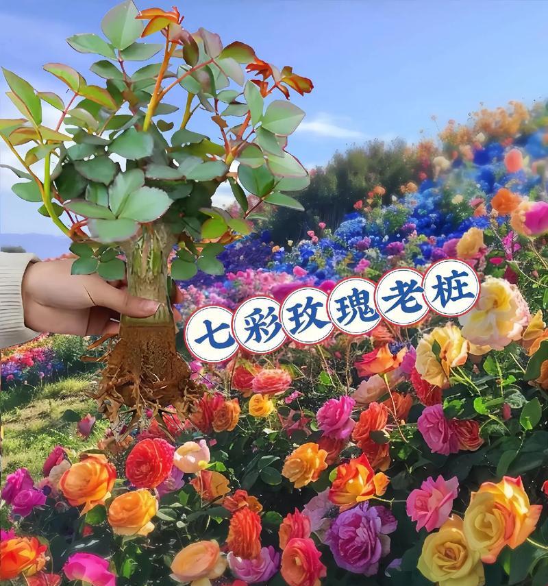 玫瑰花为何不如桂花香？香味差异对花语有何影响？