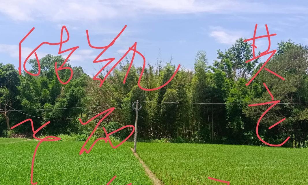 水稻返青是什么意思？这种现象对农作物有何影响？
