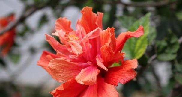 花卉的谐音有哪些含义？花卉谐音代表了什么？