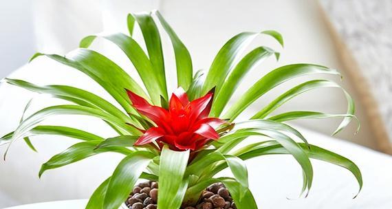 搬新家时送哪种绿植花盆栽最合适？绿植花盆栽有何吉祥寓意？