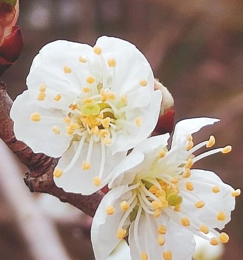 哪种花代表原谅？