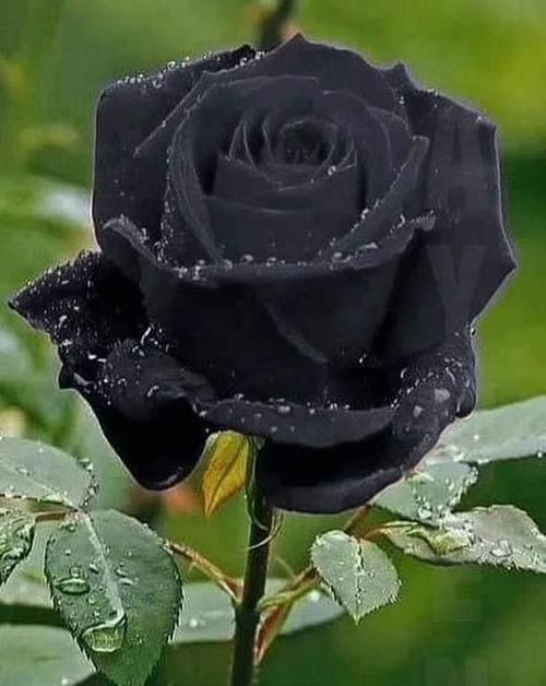 六朵黑色玫瑰花的特殊含义是什么？