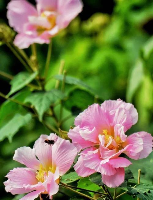 芙蓉花的花语和象征意义是什么？