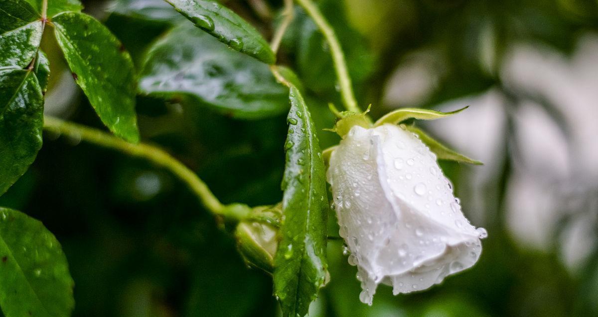 雨中白玫瑰的含义是什么？白玫瑰在雨中代表什么？