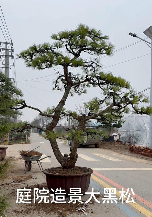 花卉造景的定义是什么？花卉造景的意义何在？