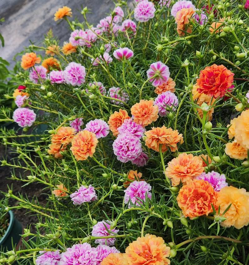 花卉造景的定义是什么？花卉造景的意义何在？