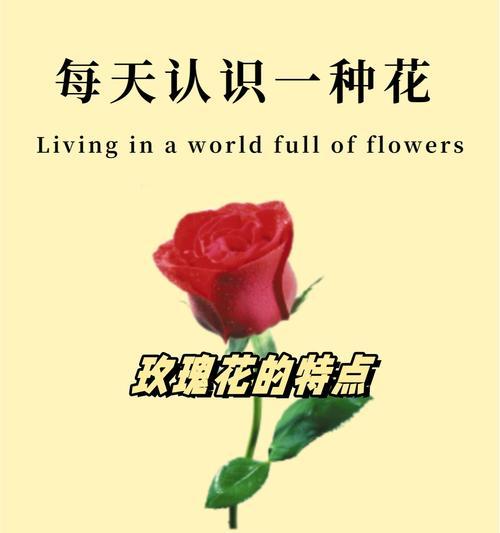 一堆玫瑰花通常象征什么？它在送礼时传达了哪些情感？