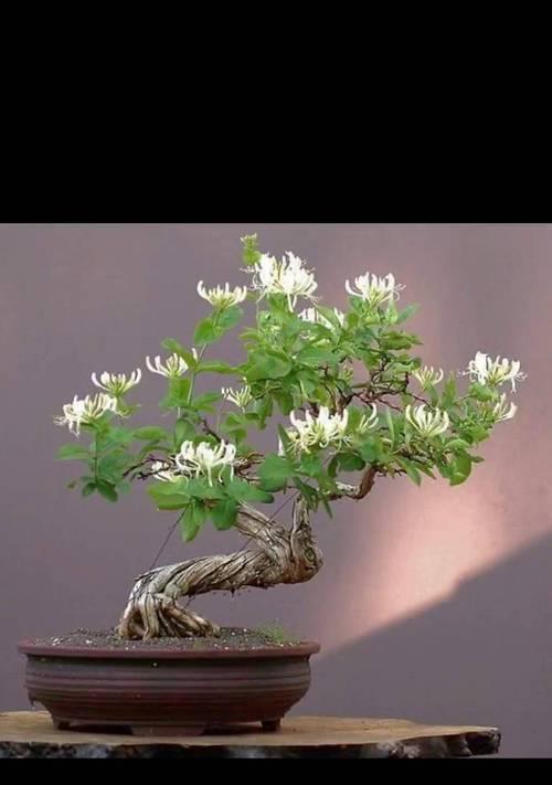 阳台盆栽金银花有何寓意？它的含义是什么？