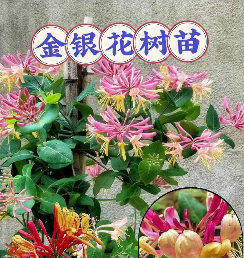 阳台盆栽金银花有何寓意？它的含义是什么？