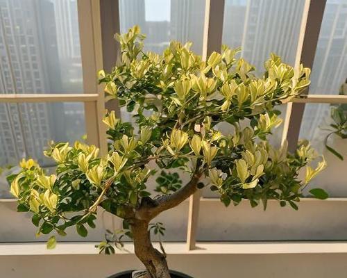 阳台盆栽金银花有何寓意？它的含义是什么？