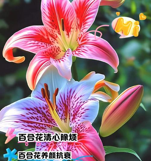 八宝百合的花语和寓意是什么？