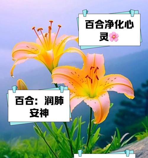 八宝百合的花语和寓意是什么？