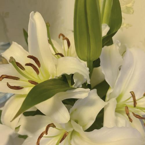香百合的花语和含义是什么？香百合代表什么？