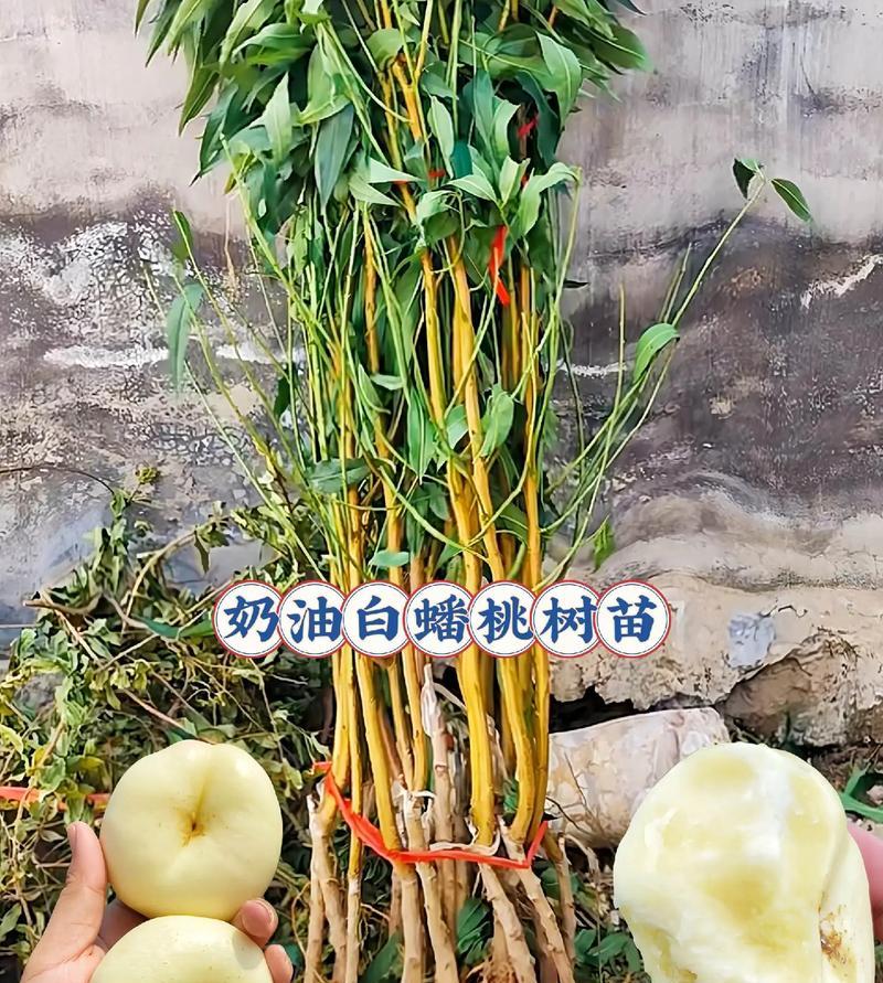 蟠桃盆栽的禁忌有哪些？
