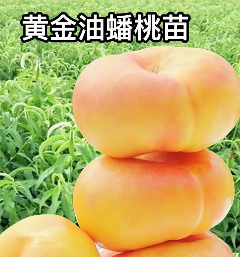 蟠桃盆栽的禁忌有哪些？