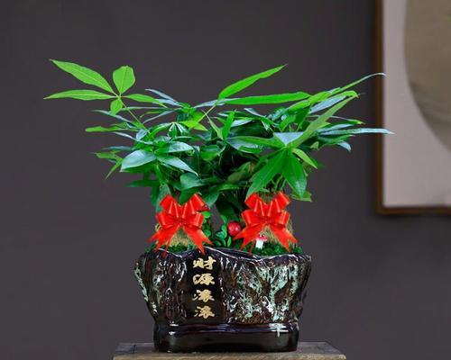 招财木盆栽特点是什么意思？招财木盆栽有哪些独特之处？