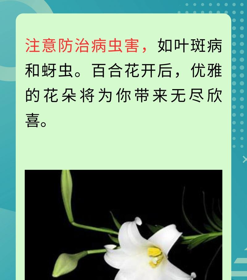 百合兰花的含义及其寓意是什么？