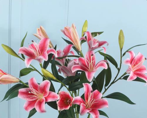 百合兰花的含义及其寓意是什么？