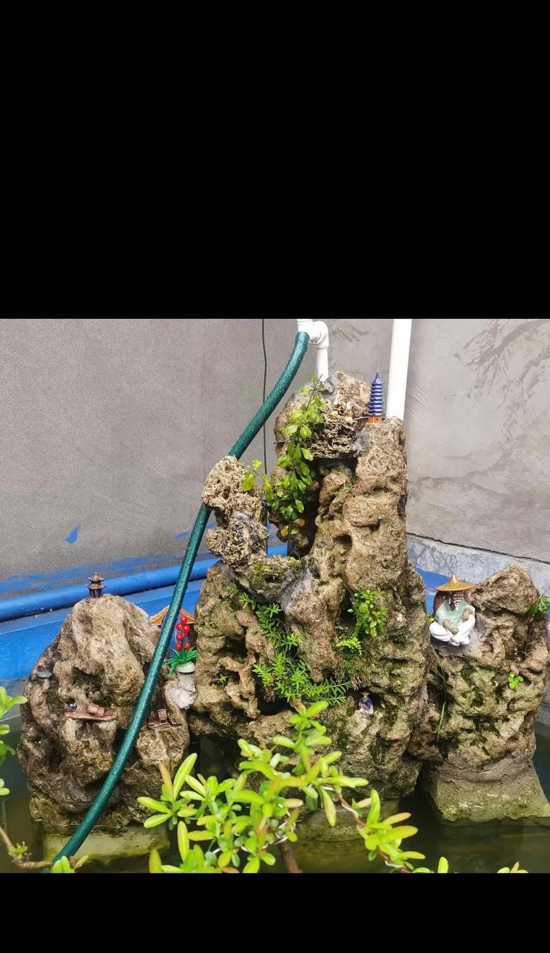 沁水百合有何特别之处？