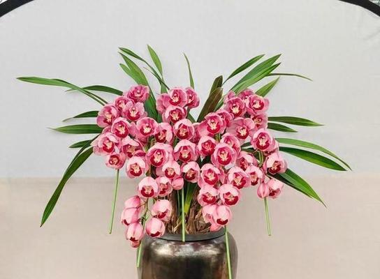 哪些花卉寓意吉祥适合养鱼？