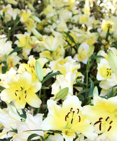 香水百合花海八月盛放有何含义？香水百合花海的特别寓意是什么？