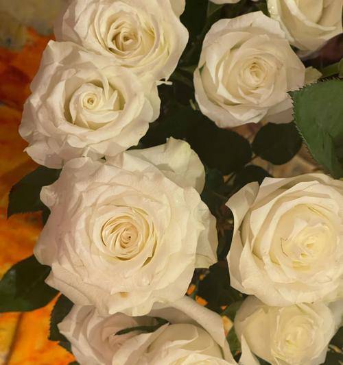 高端白玫瑰的花语是什么？