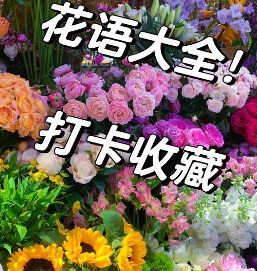 扶郎花的花语是什么意思？它在花语中代表了哪些情感？