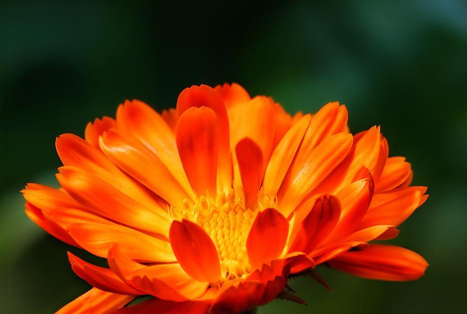 扶郎花的花语是什么意思？它在花语中代表了哪些情感？