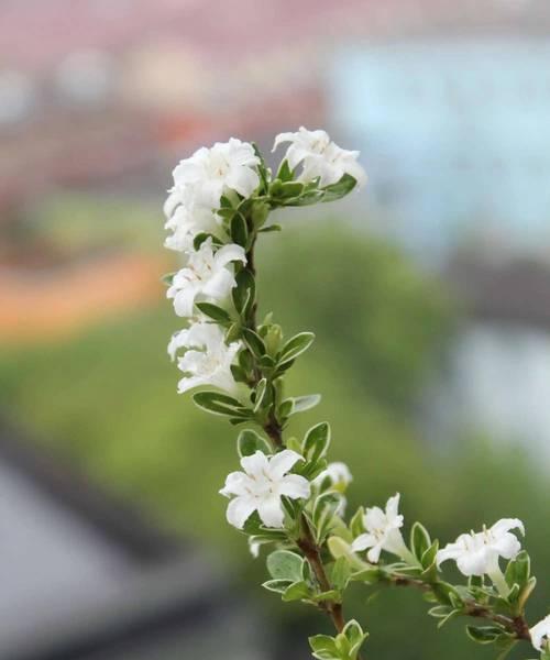 买个盆栽担心盆栽去什么意思？白玫瑰花名花语是什么？