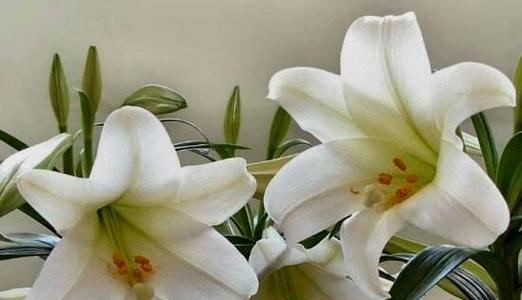 百合花通常象征着什么？