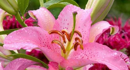 百合花通常象征着什么？