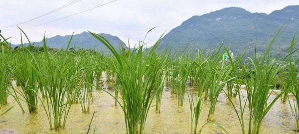 水稻种植的基本步骤是什么？水稻种植需要注意哪些问题？