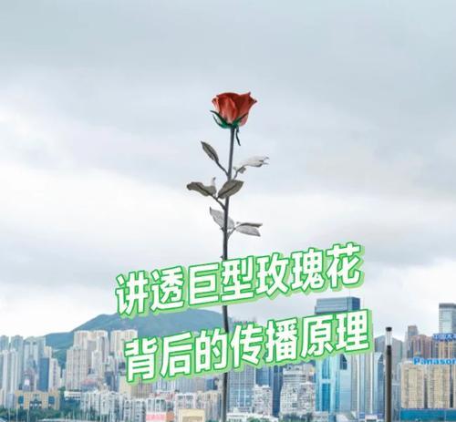 只爱玫瑰花有何深意？这个说法背后隐藏了什么？