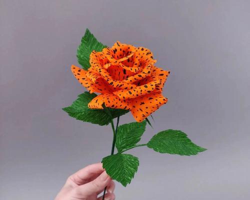 只爱玫瑰花有何深意？这个说法背后隐藏了什么？