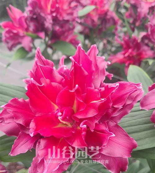百合在园艺学中如何分类？百合的分类依据是什么？