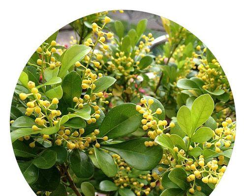 米兰花的花语是什么？米兰花象征着什么？