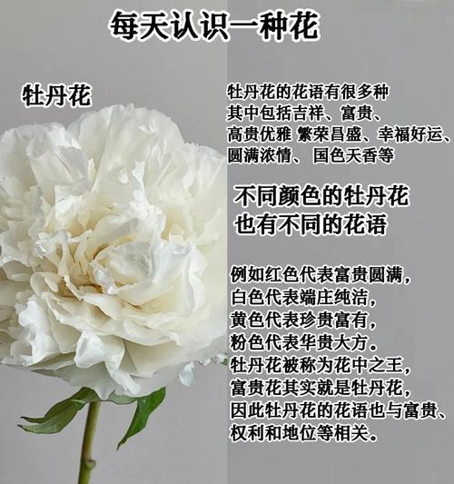 白色牡丹代表什么？它的花语有哪些？