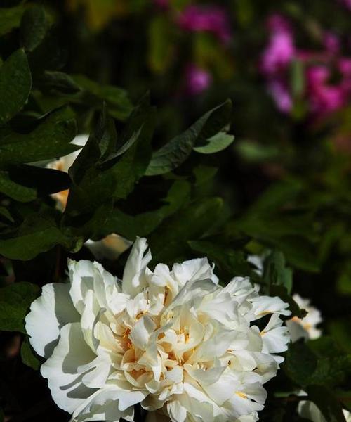白色牡丹代表什么？它的花语有哪些？