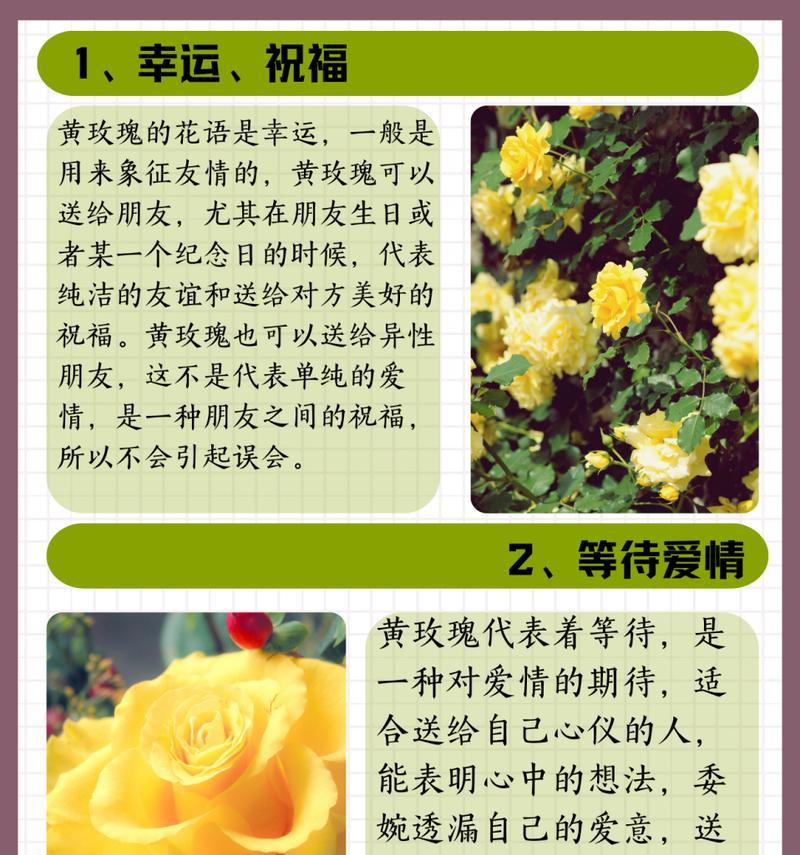 99朵玫瑰花黄色代表什么？黄色玫瑰在爱情中传达了哪些信息？