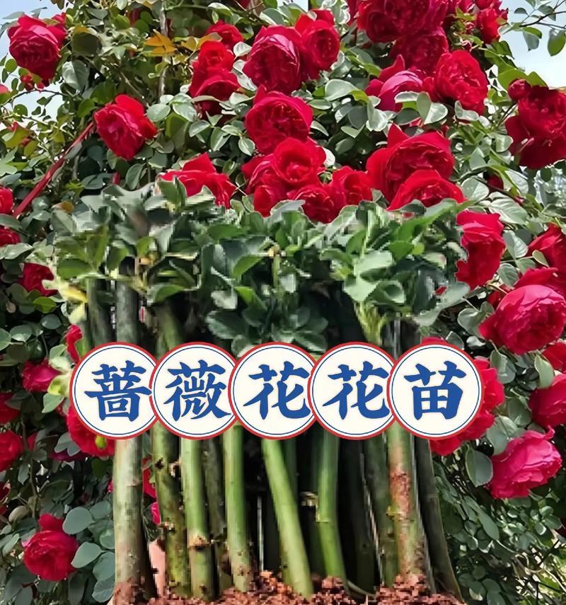 蔷薇花语是什么？乒乓菊的花语又是什么？