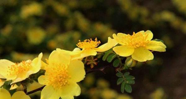 蔷薇花语是什么？乒乓菊的花语又是什么？