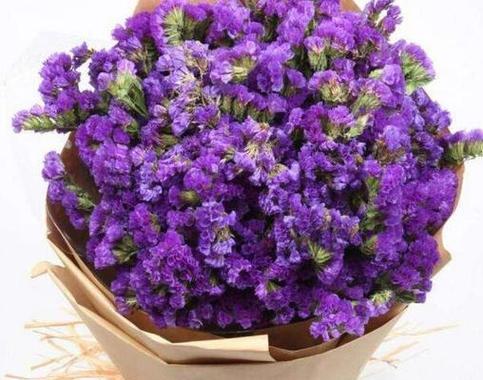 紫色玫瑰的花语是什么？