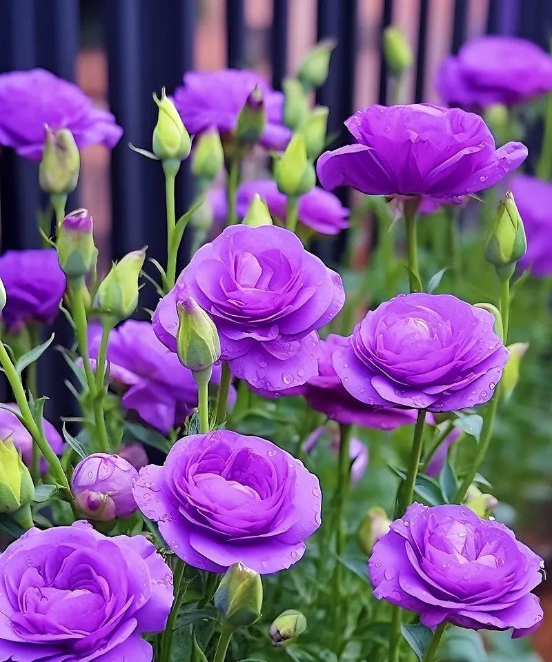 紫色玫瑰的花语是什么？